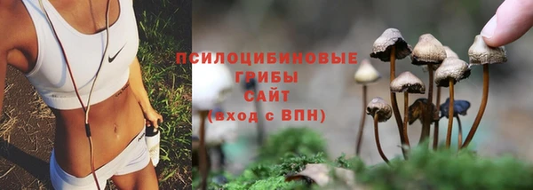 гашик Касимов