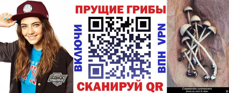 наркота  Курск  Галлюциногенные грибы Psilocybe 